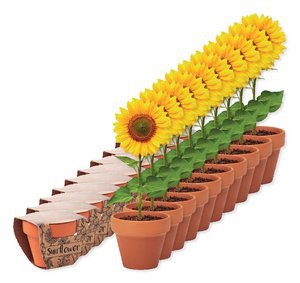 Pack de 100 GiftRetail MO6147 - SUNFLOWER Vaso em terracota 'girassol'