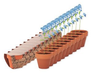 Pack de 100 GiftRetail MO6146 - FORGET ME NOT Vaso terracota 'miosótis'